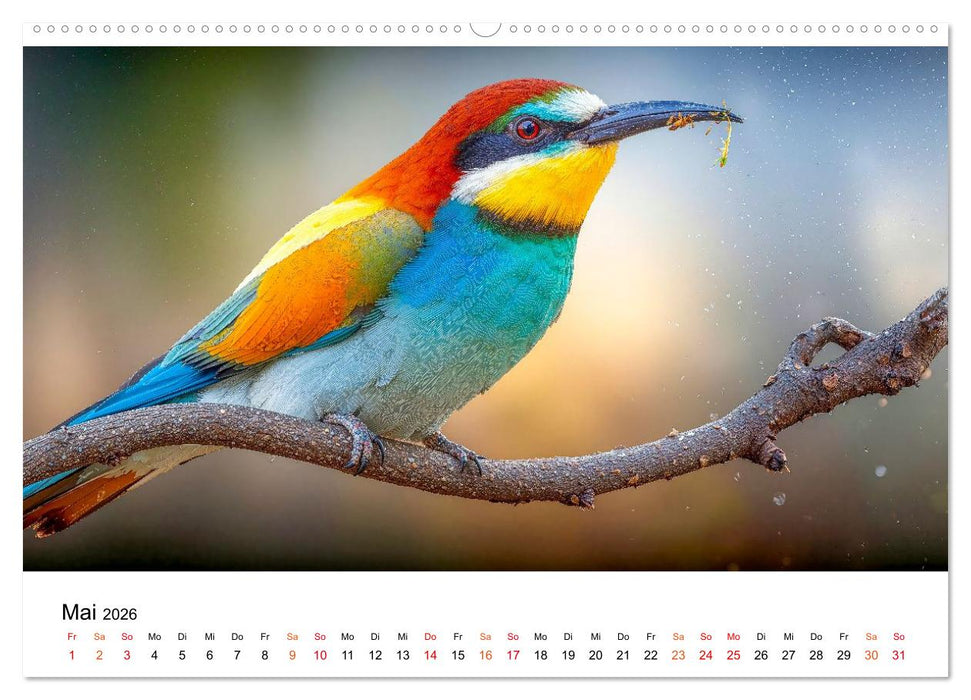Bienenfresser - im Flug der Farben (CALVENDO Wandkalender 2026)