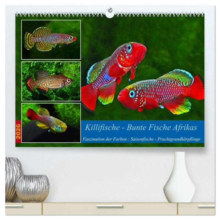Killifische – Bunte Fische Afrikas (CALVENDO Premium Wandkalender 2026)