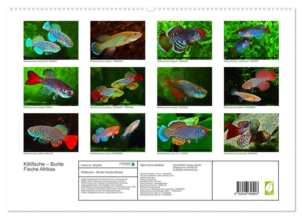 Killifische – Bunte Fische Afrikas (CALVENDO Premium Wandkalender 2026)