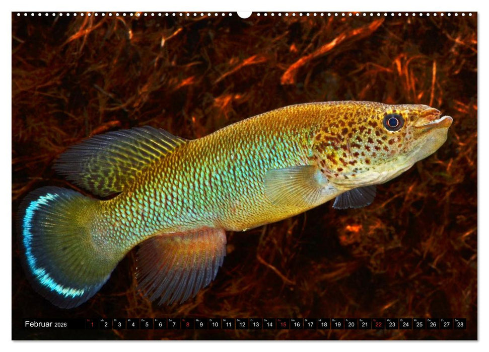Killifische – Bunte Fische Afrikas (CALVENDO Premium Wandkalender 2026)