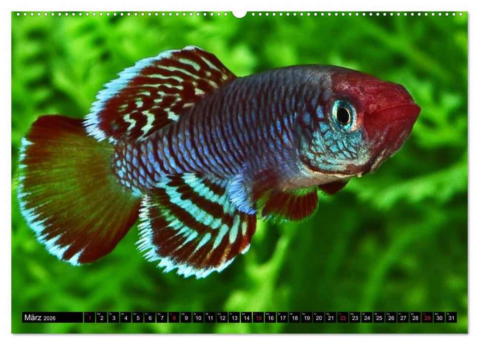 Killifische – Bunte Fische Afrikas (CALVENDO Premium Wandkalender 2026)