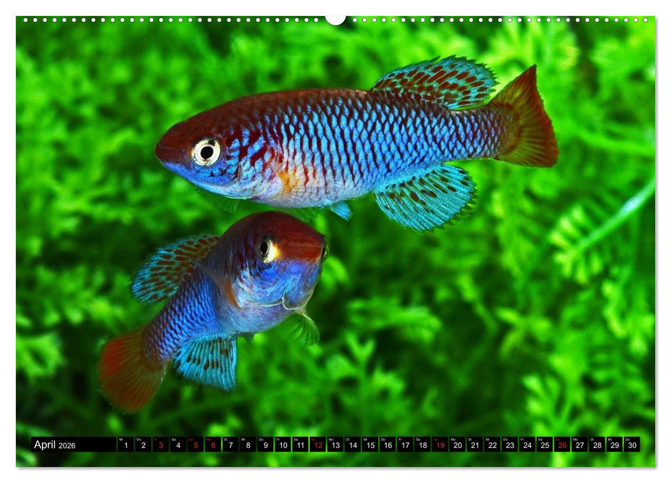Killifische – Bunte Fische Afrikas (CALVENDO Premium Wandkalender 2026)