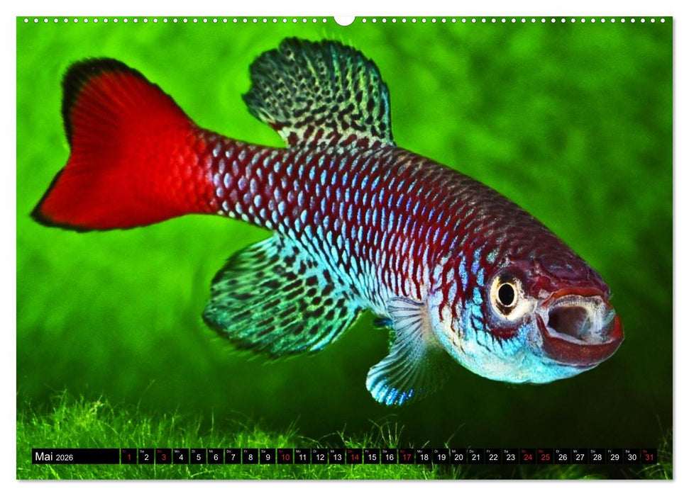 Killifische – Bunte Fische Afrikas (CALVENDO Premium Wandkalender 2026)