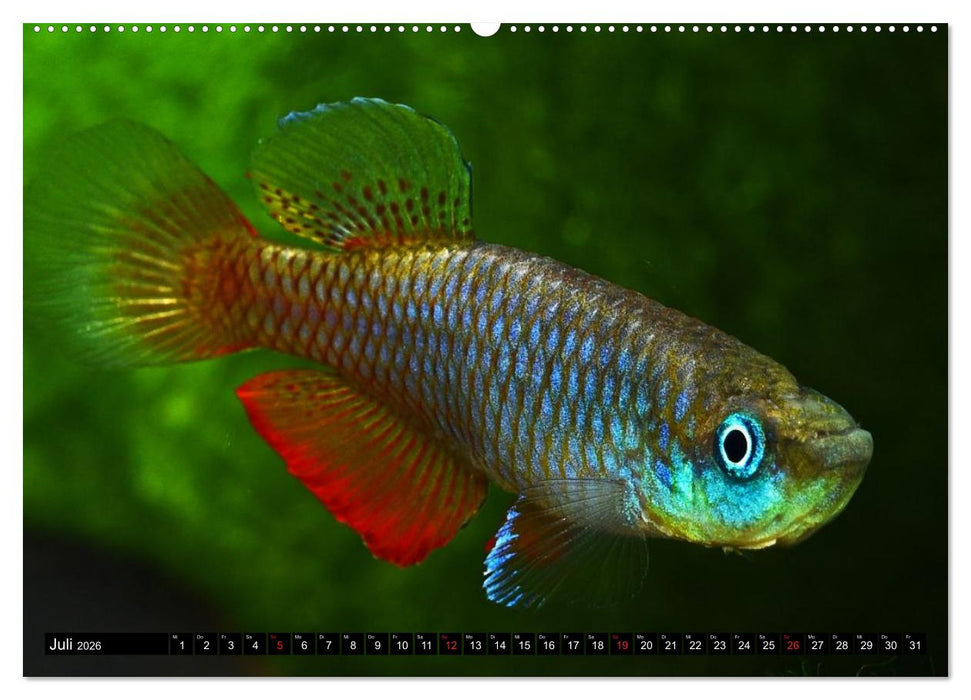 Killifische – Bunte Fische Afrikas (CALVENDO Premium Wandkalender 2026)