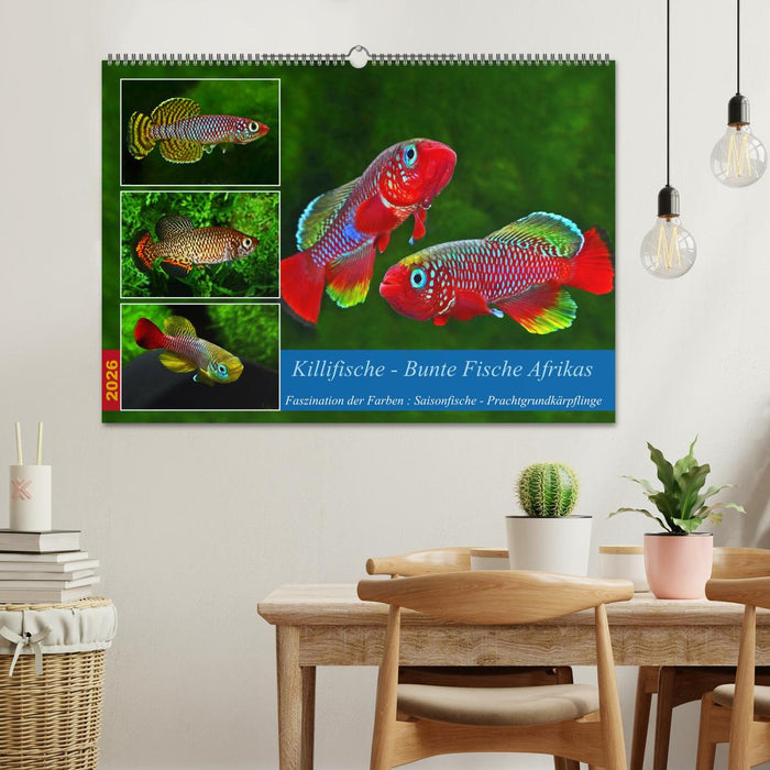 Killifische – Bunte Fische Afrikas (CALVENDO Wandkalender 2026)