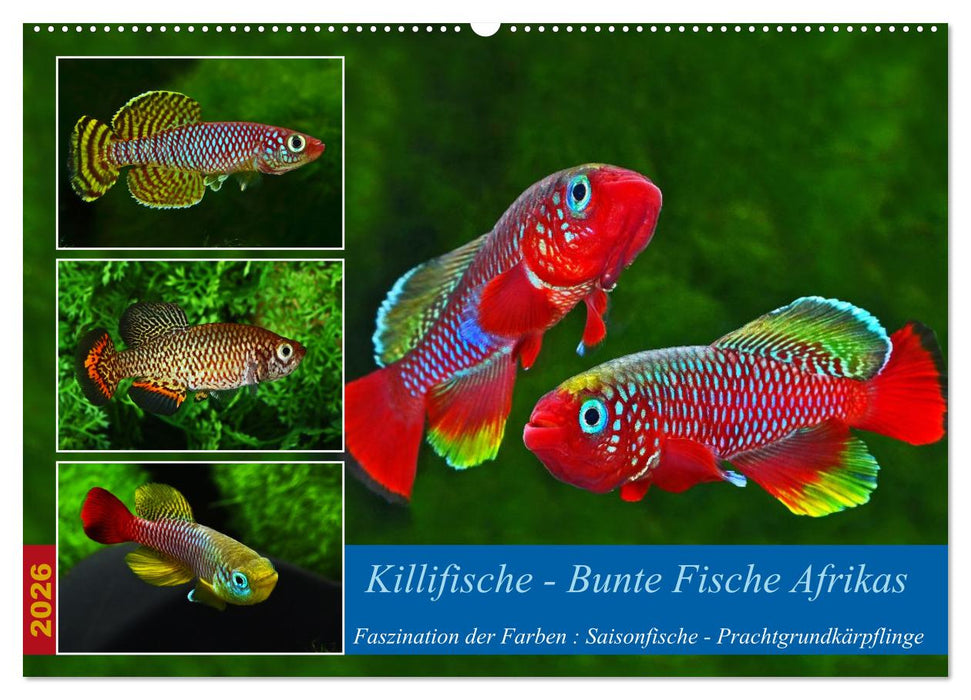 Killifische – Bunte Fische Afrikas (CALVENDO Wandkalender 2026)