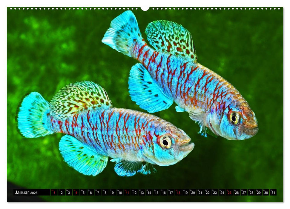 Killifische – Bunte Fische Afrikas (CALVENDO Wandkalender 2026)