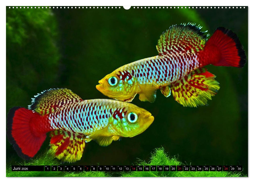 Killifische – Bunte Fische Afrikas (CALVENDO Wandkalender 2026)