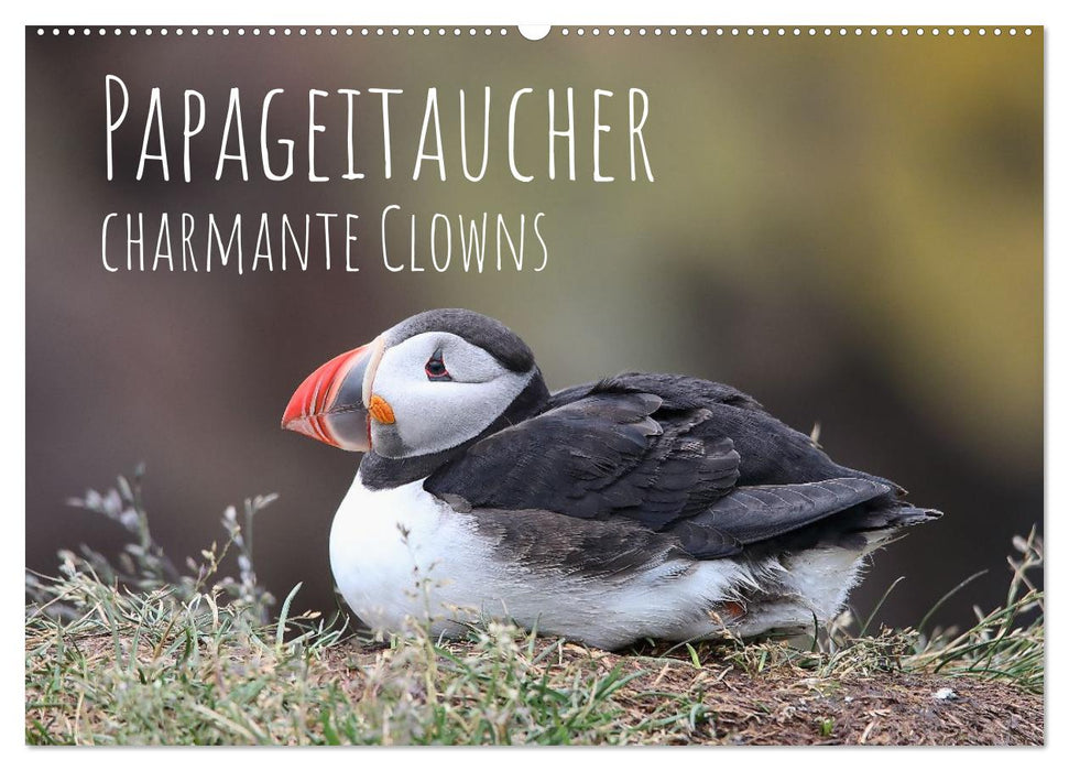 Papageitaucher - charmante Clowns (CALVENDO Wandkalender 2026)