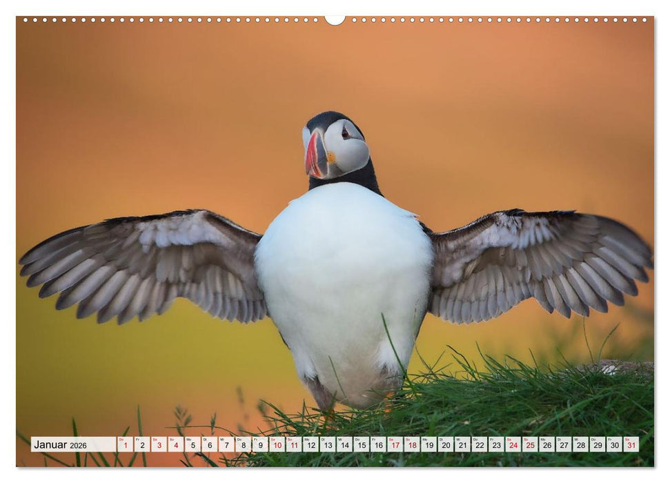 Papageitaucher - charmante Clowns (CALVENDO Wandkalender 2026)