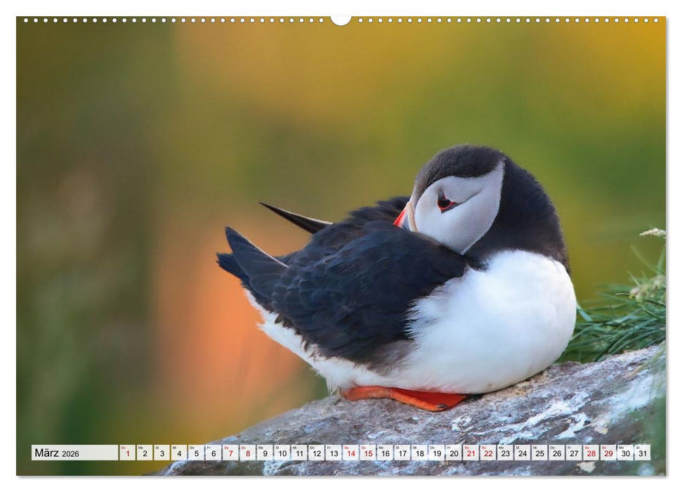 Papageitaucher - charmante Clowns (CALVENDO Wandkalender 2026)