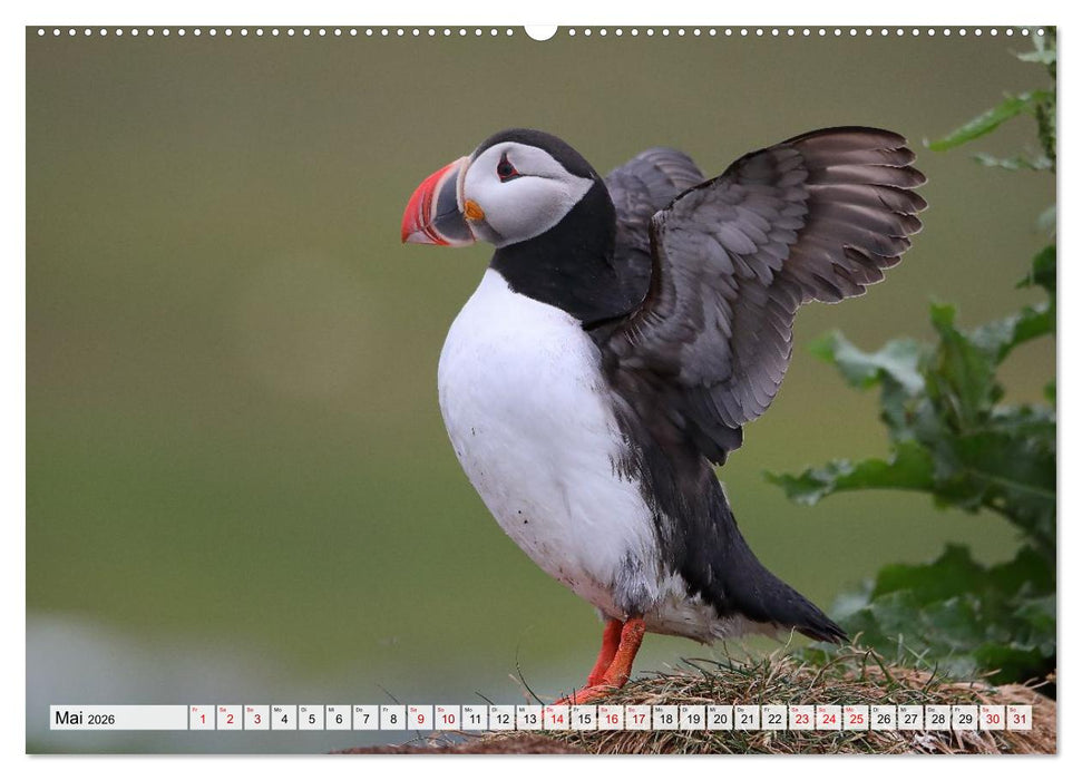 Papageitaucher - charmante Clowns (CALVENDO Wandkalender 2026)