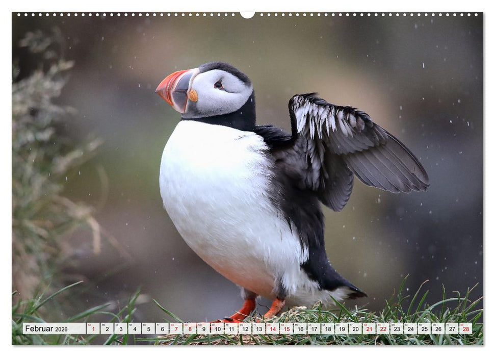 Papageitaucher - charmante Clowns (CALVENDO Premium Wandkalender 2026)