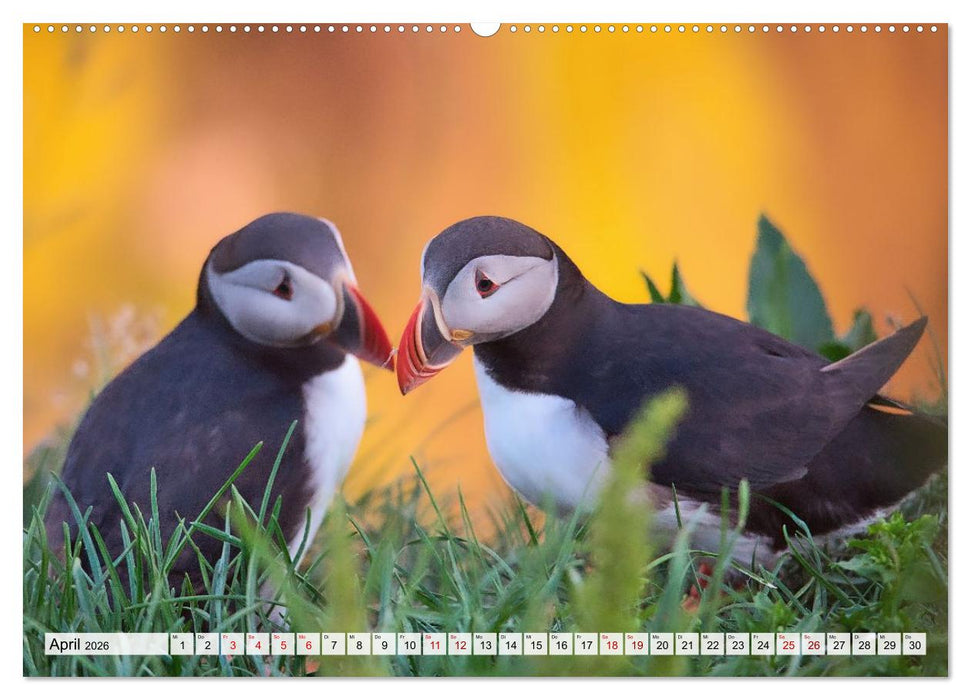 Papageitaucher - charmante Clowns (CALVENDO Premium Wandkalender 2026)