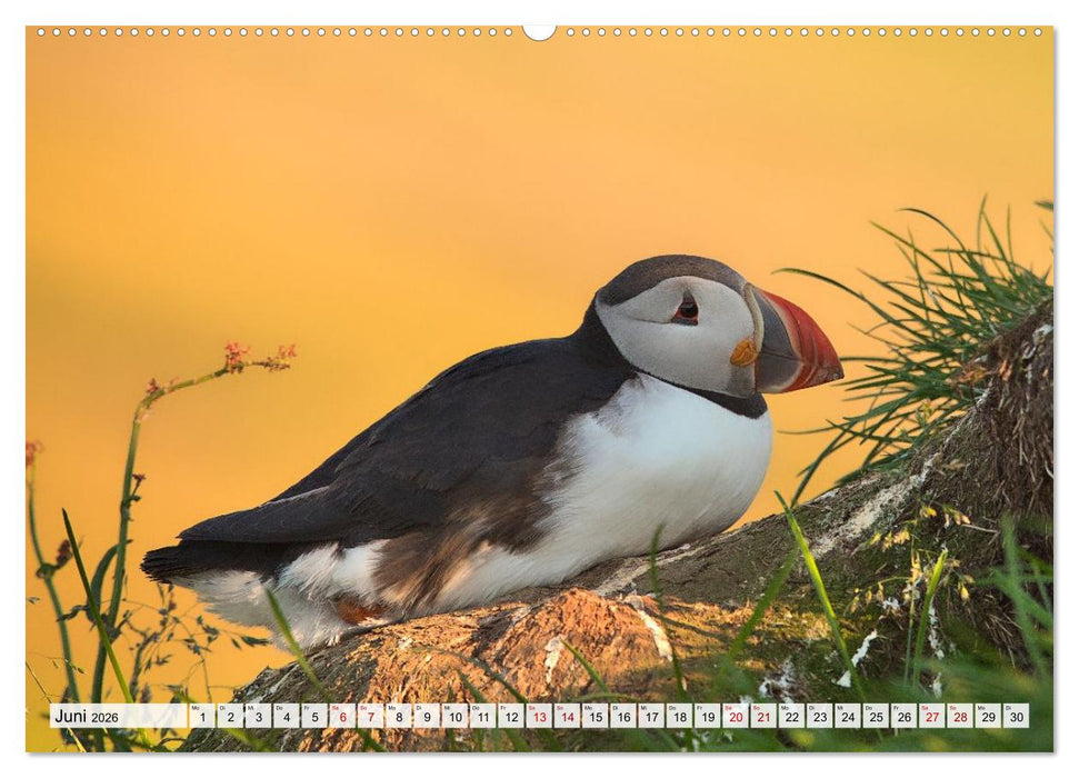 Papageitaucher - charmante Clowns (CALVENDO Premium Wandkalender 2026)