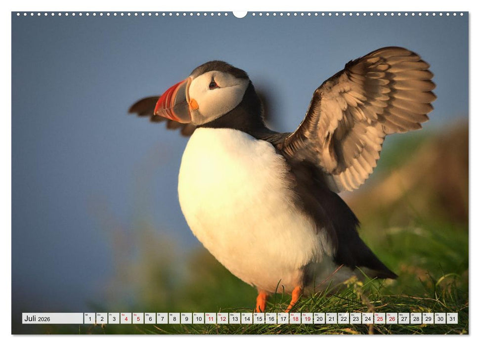 Papageitaucher - charmante Clowns (CALVENDO Premium Wandkalender 2026)