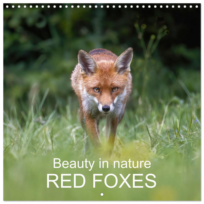 Beauty in nature - RED FOXES (CALVENDO Monthly Calendar 2026)