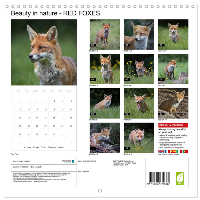 Beauty in nature - RED FOXES (CALVENDO Monthly Calendar 2026)