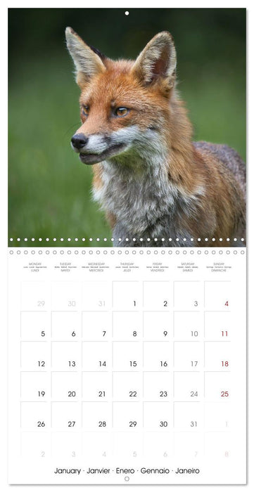 Beauty in nature - RED FOXES (CALVENDO Monthly Calendar 2026)