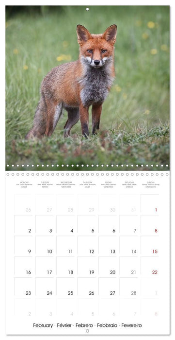 Beauty in nature - RED FOXES (CALVENDO Monthly Calendar 2026)