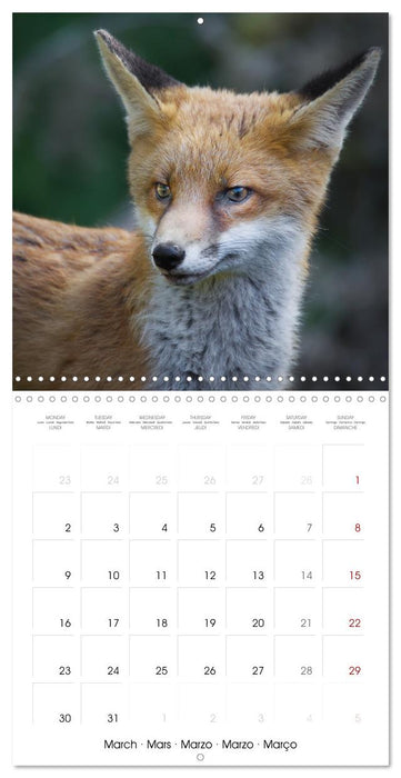 Beauty in nature - RED FOXES (CALVENDO Monthly Calendar 2026)