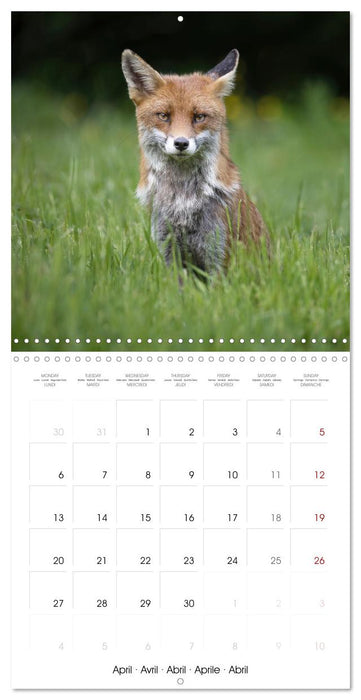 Beauty in nature - RED FOXES (CALVENDO Monthly Calendar 2026)