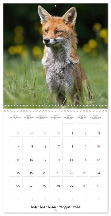 Beauty in nature - RED FOXES (CALVENDO Monthly Calendar 2026)