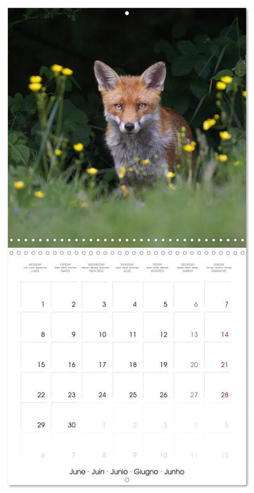 Beauty in nature - RED FOXES (CALVENDO Monthly Calendar 2026)
