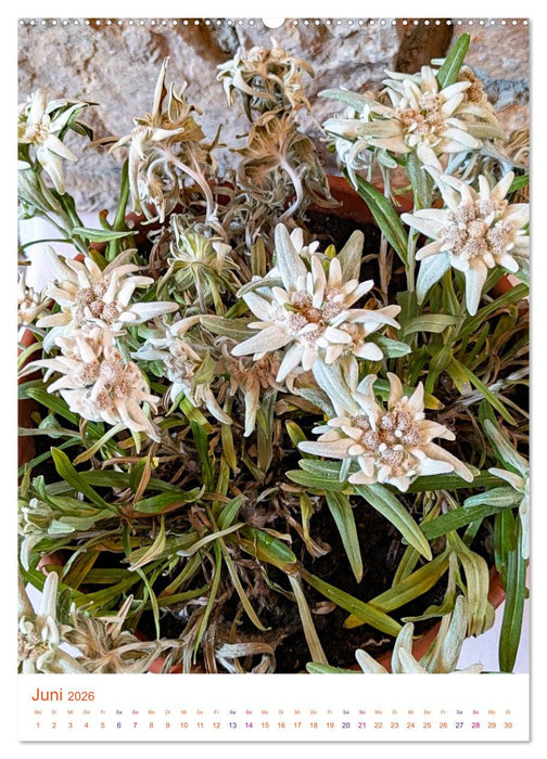 Glücksgefühle auf dem Berg - Highlight Zugspitze (CALVENDO Premium Wandkalender 2026)