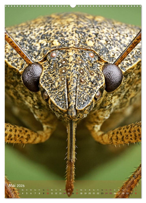 Makromonster - Schönheit im Detail (CALVENDO Wandkalender 2026)