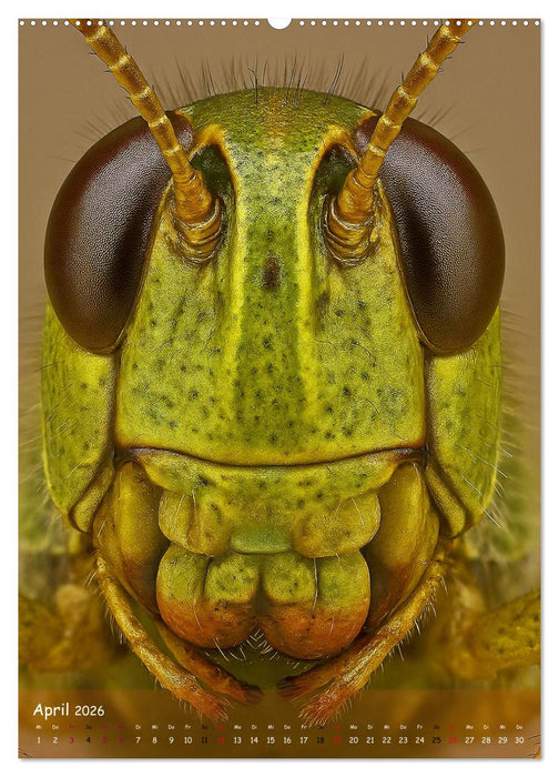 Makromonster - Schönheit im Detail (CALVENDO Premium Wandkalender 2026)