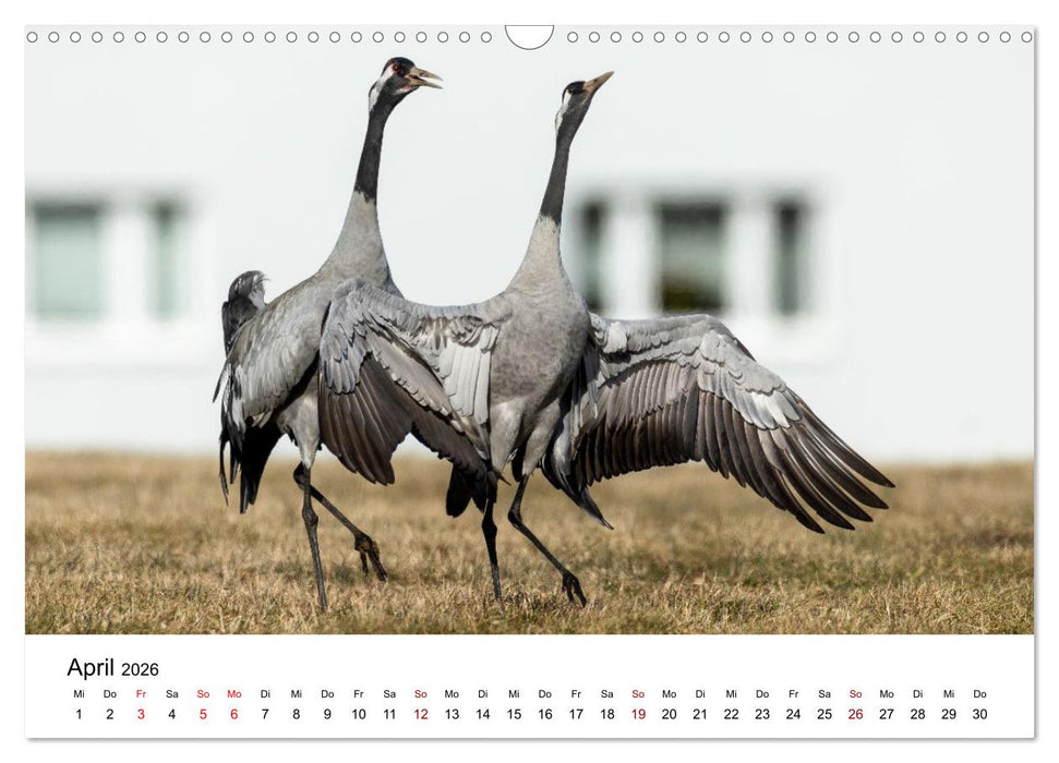 Kraniche im Erzgebirge (CALVENDO Wandkalender 2026)