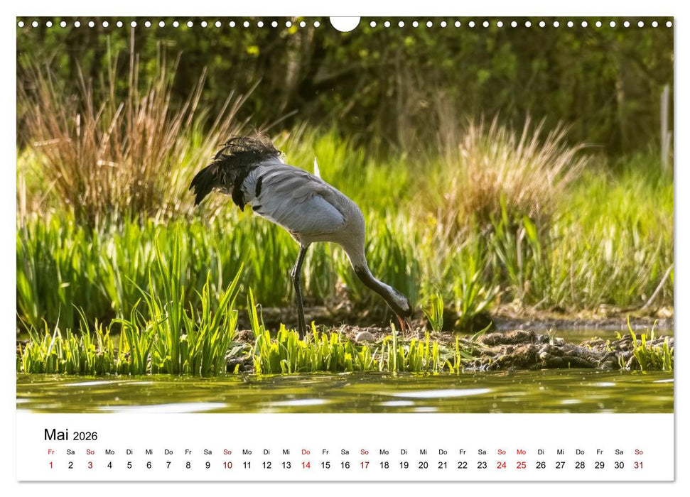 Kraniche im Erzgebirge (CALVENDO Wandkalender 2026)