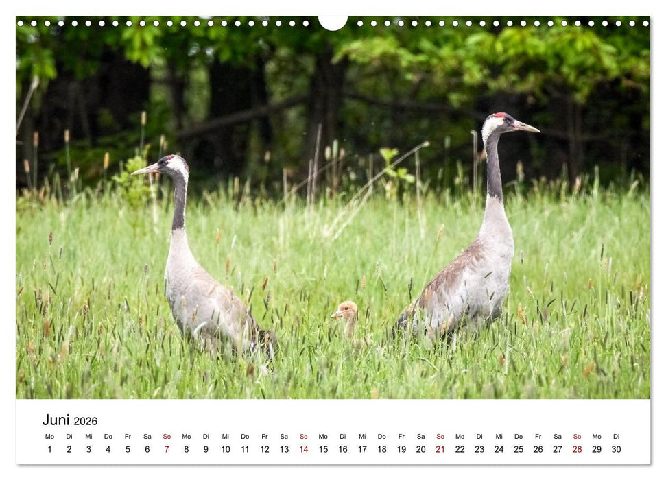 Kraniche im Erzgebirge (CALVENDO Wandkalender 2026)