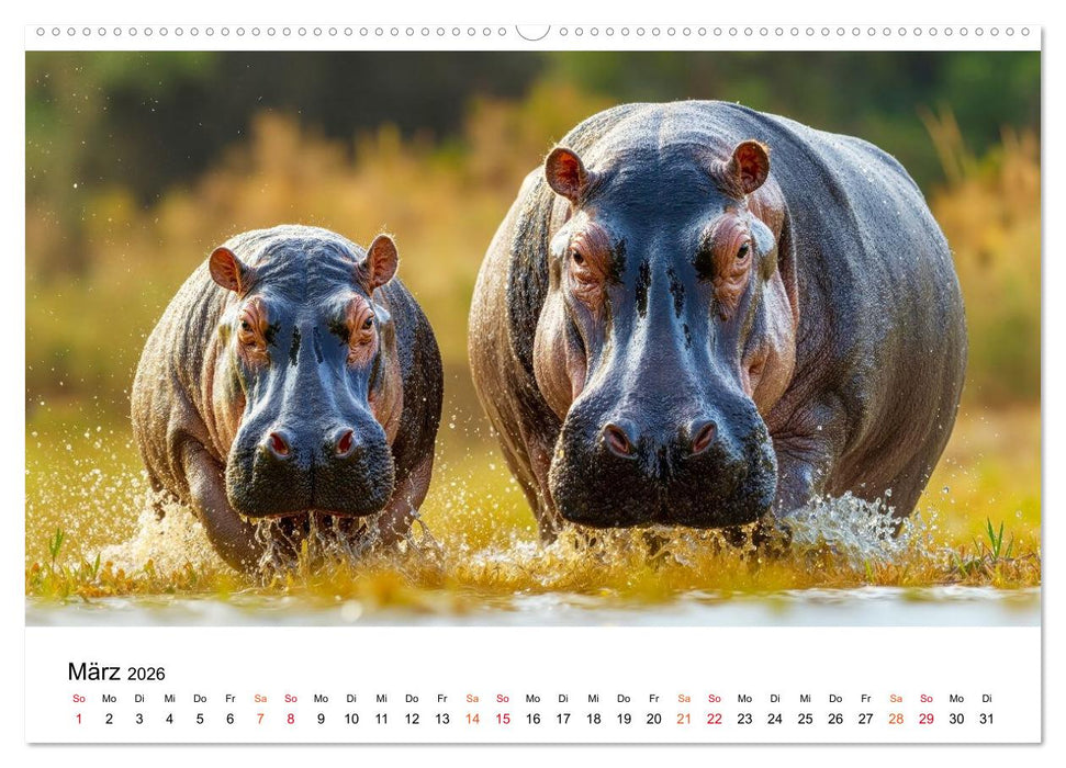 Flusspferde - die stillen Giganten (CALVENDO Premium Wandkalender 2026)