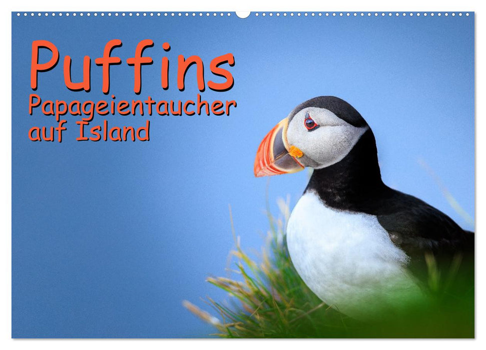 Puffins - Papageientaucher auf Island (CALVENDO Wandkalender 2026)