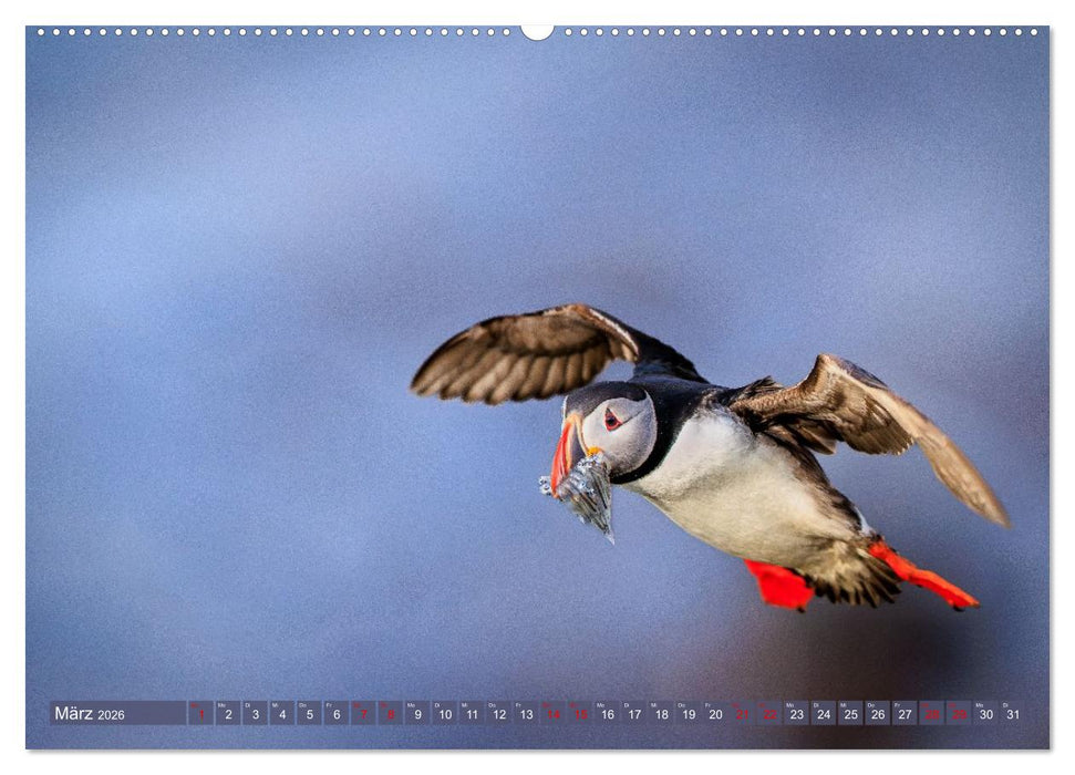 Puffins - Papageientaucher auf Island (CALVENDO Wandkalender 2026)