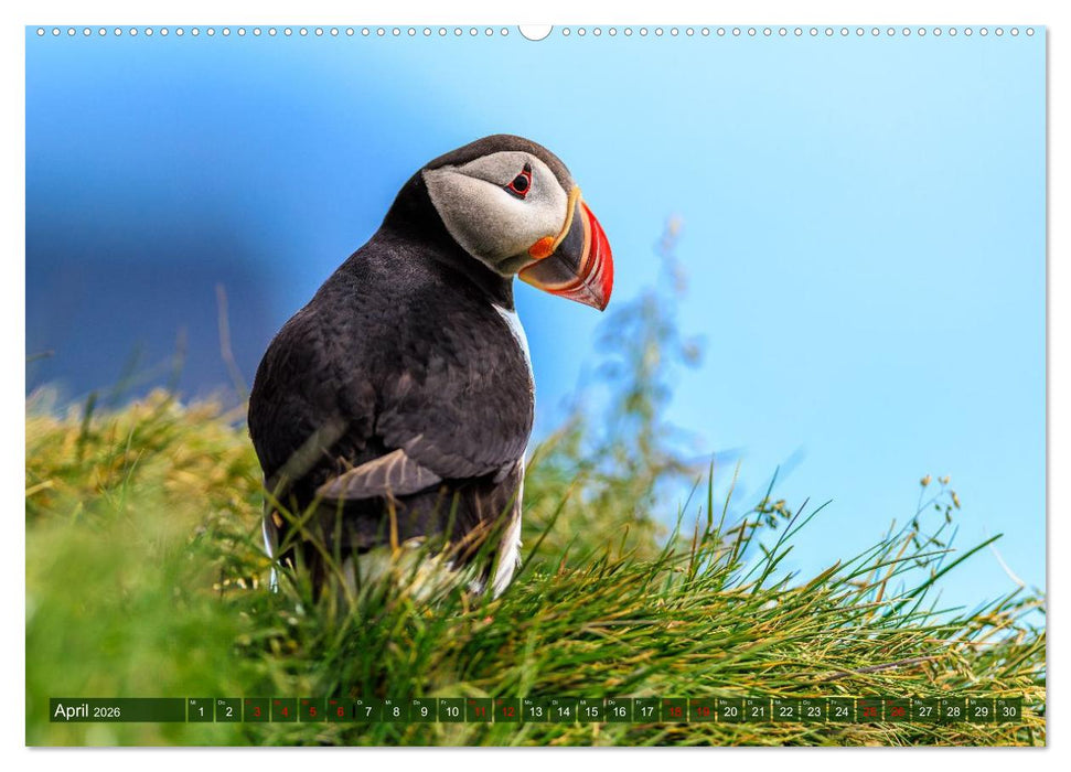 Puffins - Papageientaucher auf Island (CALVENDO Wandkalender 2026)