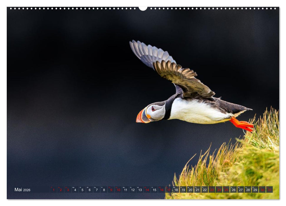 Puffins - Papageientaucher auf Island (CALVENDO Wandkalender 2026)
