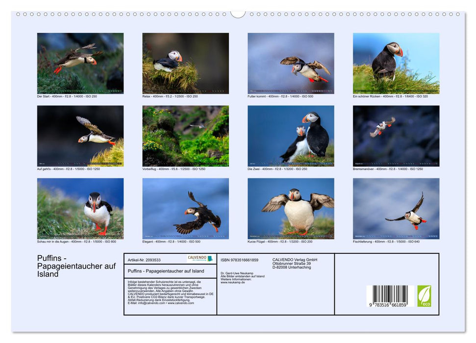 Puffins - Papageientaucher auf Island (CALVENDO Premium Wandkalender 2026)