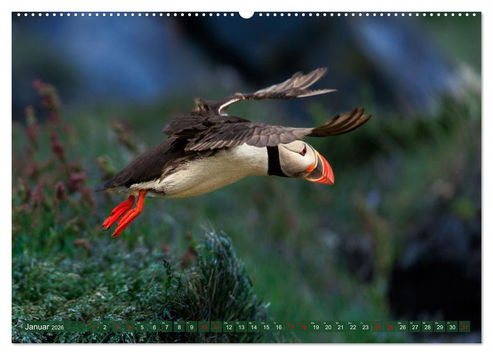 Puffins - Papageientaucher auf Island (CALVENDO Premium Wandkalender 2026)