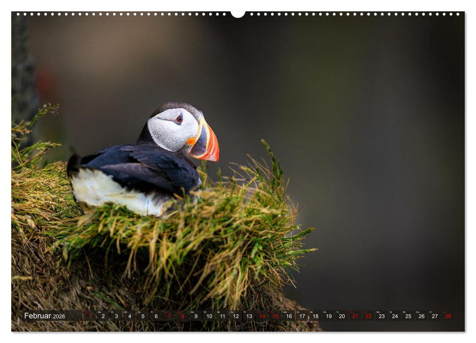 Puffins - Papageientaucher auf Island (CALVENDO Premium Wandkalender 2026)
