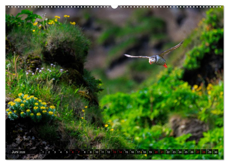 Puffins - Papageientaucher auf Island (CALVENDO Premium Wandkalender 2026)