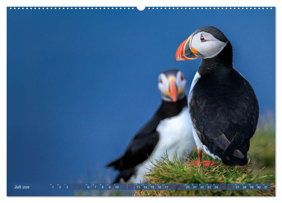 Puffins - Papageientaucher auf Island (CALVENDO Premium Wandkalender 2026)