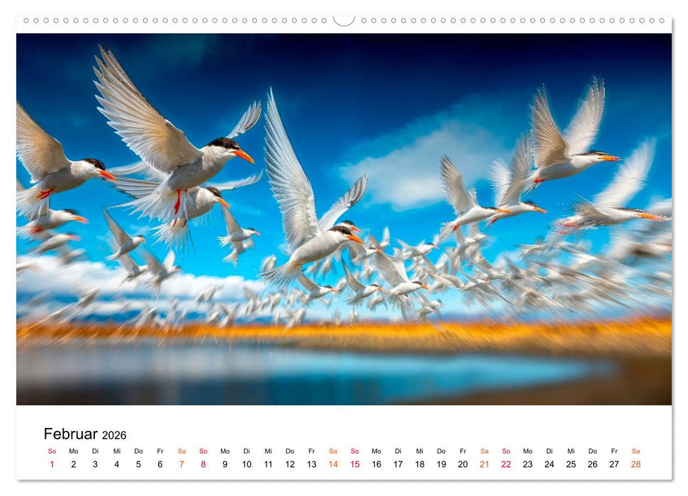 Seeschwalben - Meister der Lüfte (CALVENDO Wandkalender 2026)