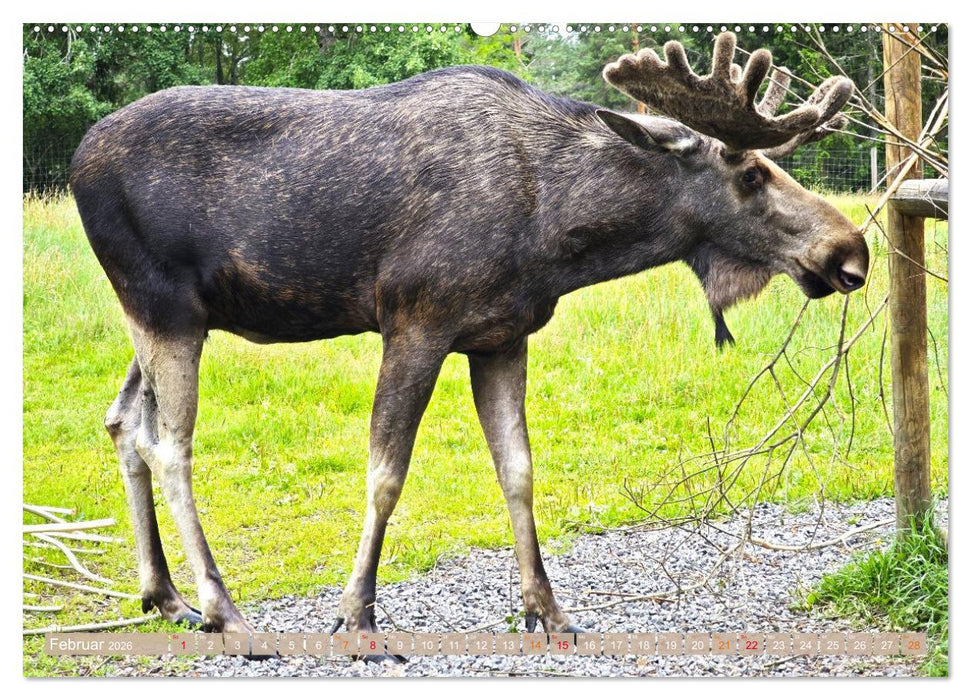 Schweden im Sommer (CALVENDO Premium Wandkalender 2026)