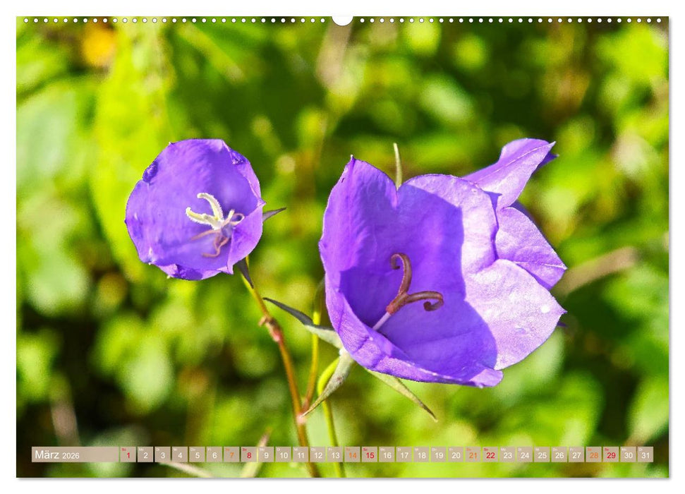 Schweden im Sommer (CALVENDO Premium Wandkalender 2026)