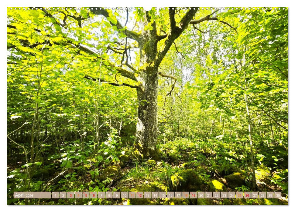 Schweden im Sommer (CALVENDO Premium Wandkalender 2026)