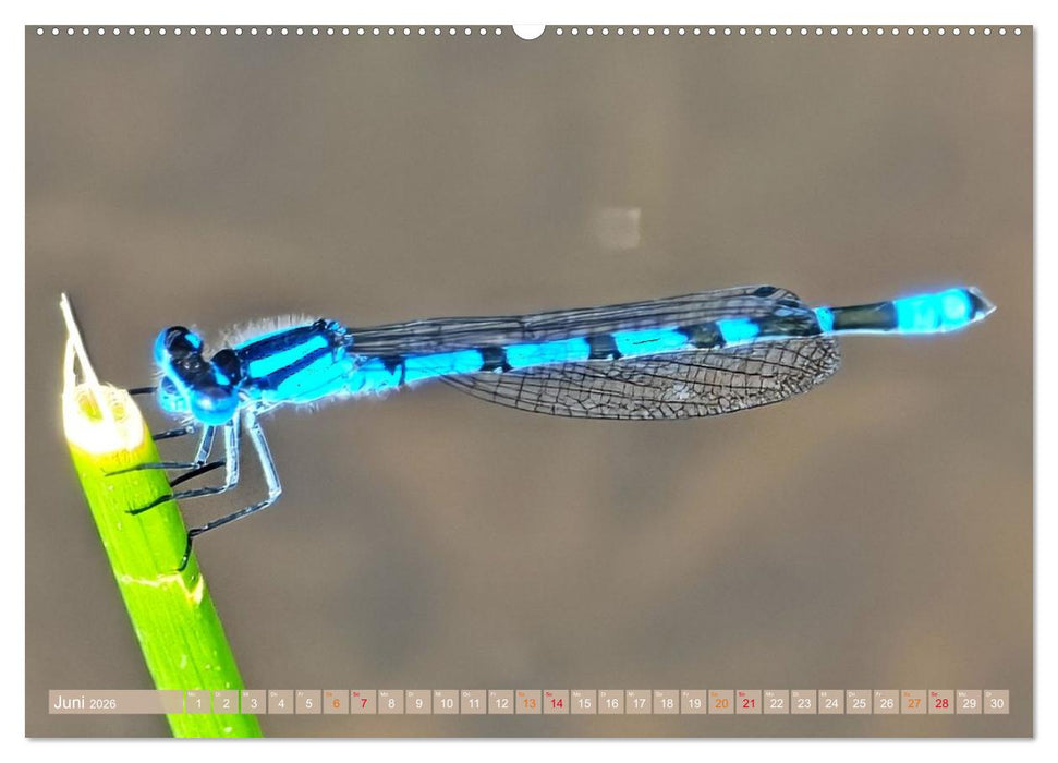 Schweden im Sommer (CALVENDO Premium Wandkalender 2026)