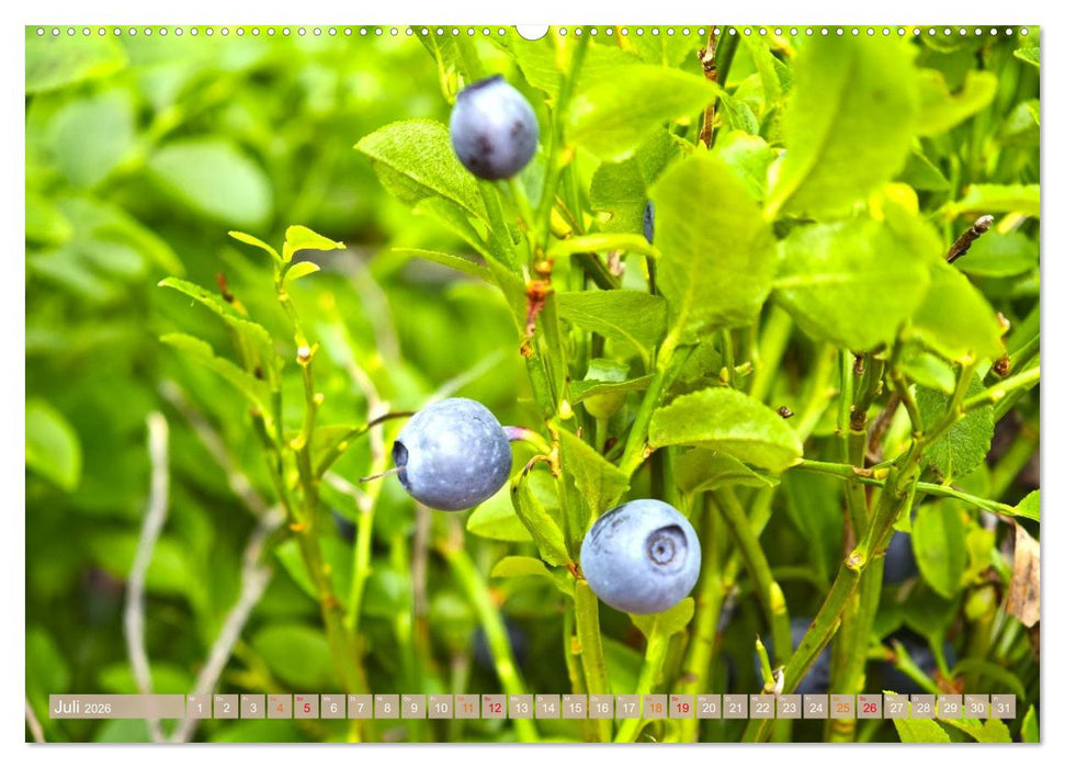 Schweden im Sommer (CALVENDO Premium Wandkalender 2026)